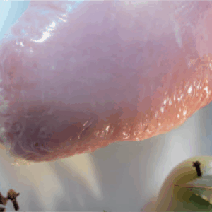 https://www.multivac-northafrica.com/wp-content/uploads/2025/05/Sac-Retractable-300x300.png
